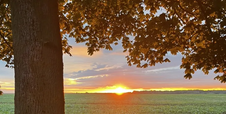 Sonnenuntergang über einem Feld, gerahmt von herbstlichem Eichenlaub